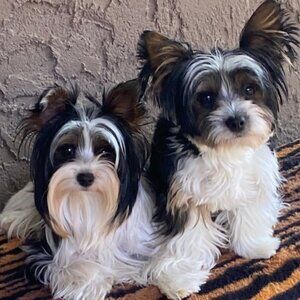 Pick out 5 Healing Braceles and Bundle them...